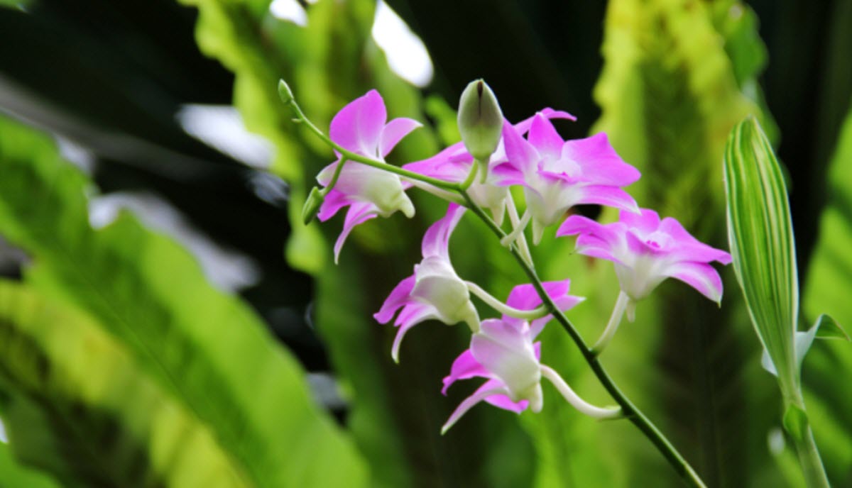 Dendrobium hybrid