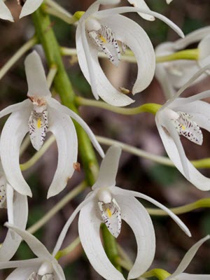 Dendrobium speciosum